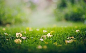 好看的绿草地ppt背景图