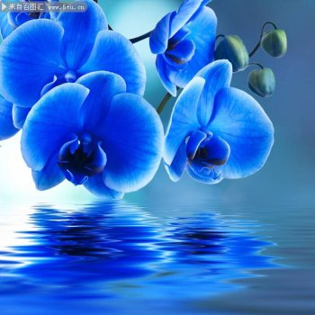 蓝色的蝴蝶兰ppt背景图片