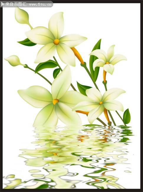 清新的百合花背景图片