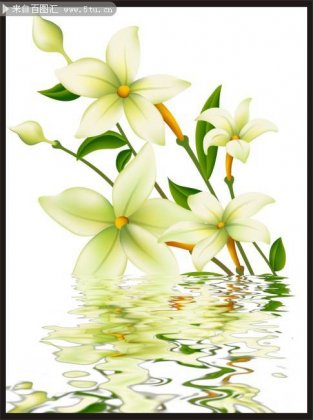 清新的百合花背景图片