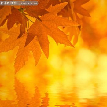 金灿灿的枫叶ppt背景图片