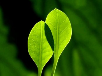 嫩绿树叶背景图片ppt素材下载