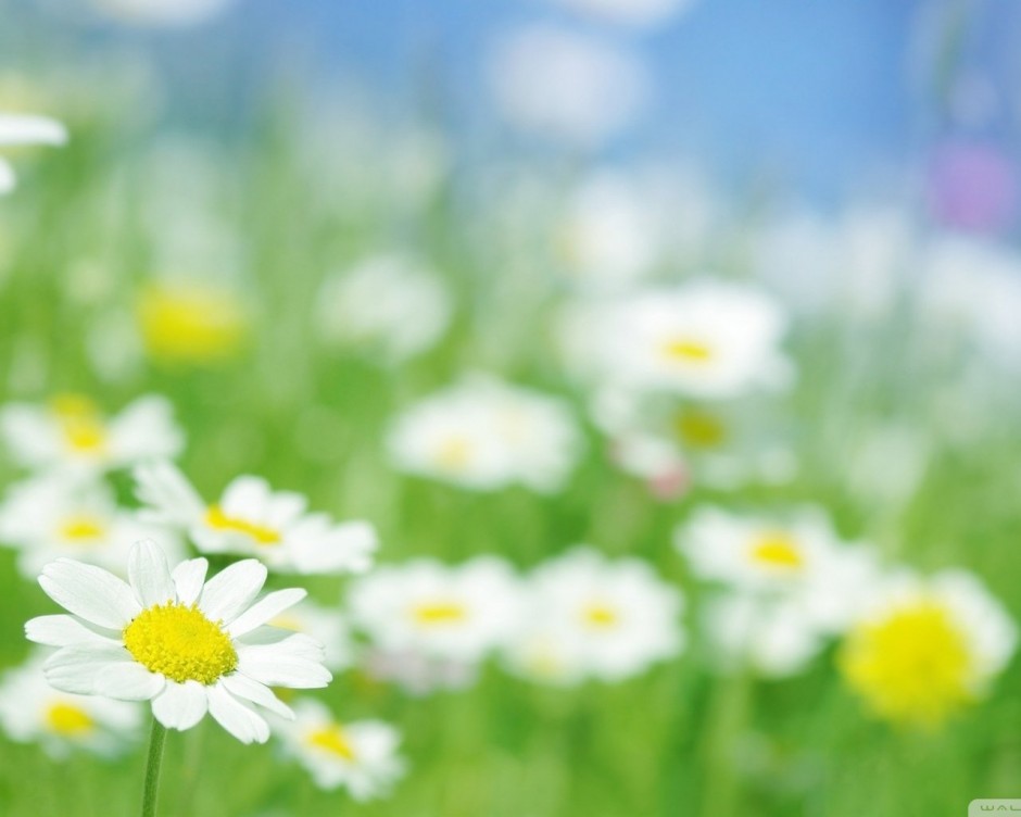 唯美花朵清新背景图片素材