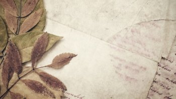 一片叶子唯美简约背景图片