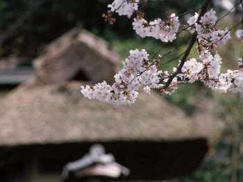 唯美樱花粉色高清背景图片