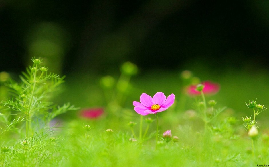 植物花卉的空间背景图片素材