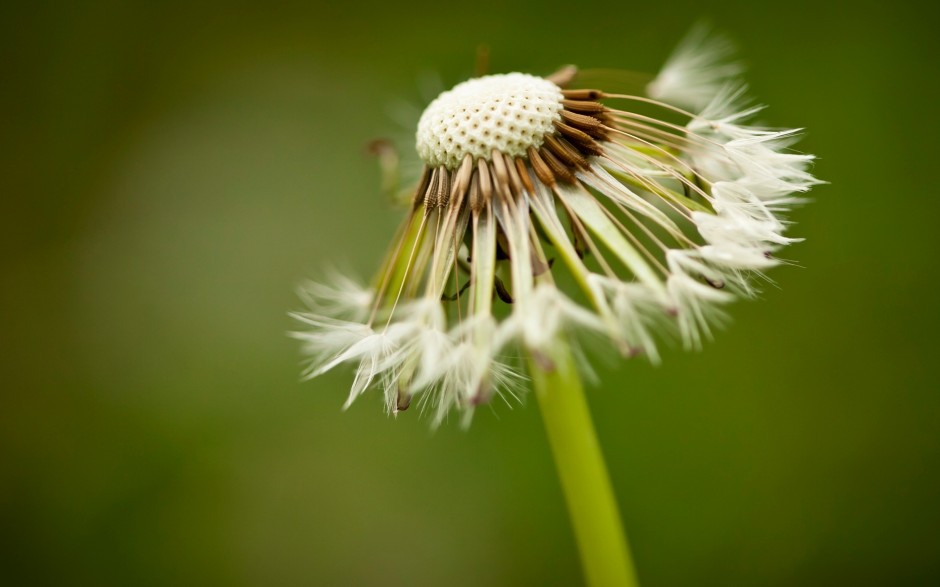 植物花卉的空间背景图片素材