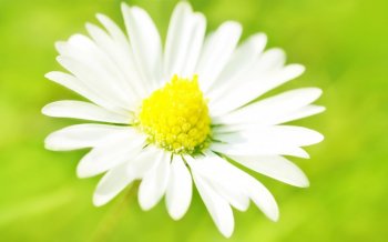 好看的清新花朵背景图片