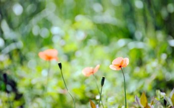 好看的小清新背景图片欣赏