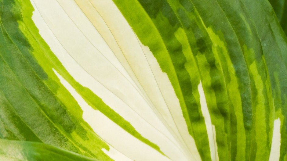 绿色叶子上的露珠ppt背景图片