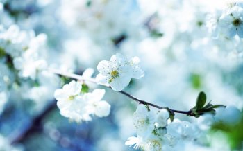 清新淡雅花朵背景图片