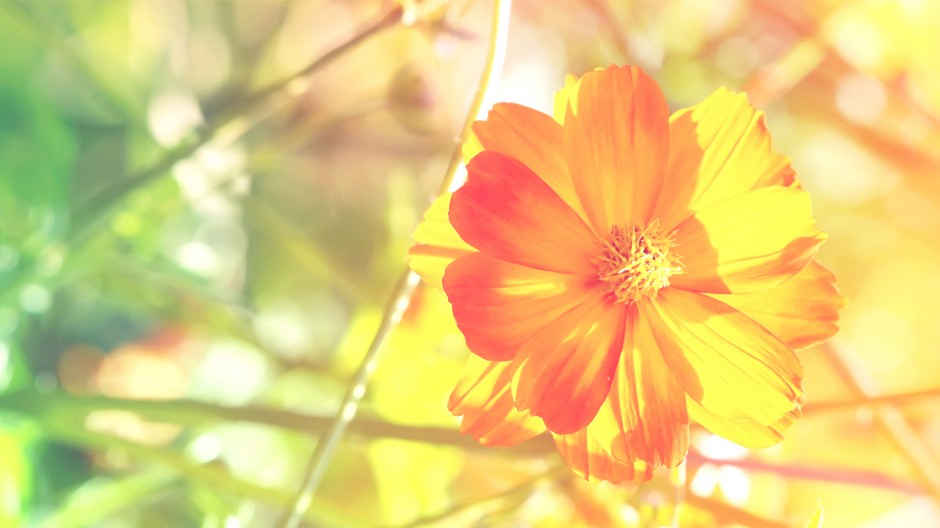 精选唯美小清新ppt背景图