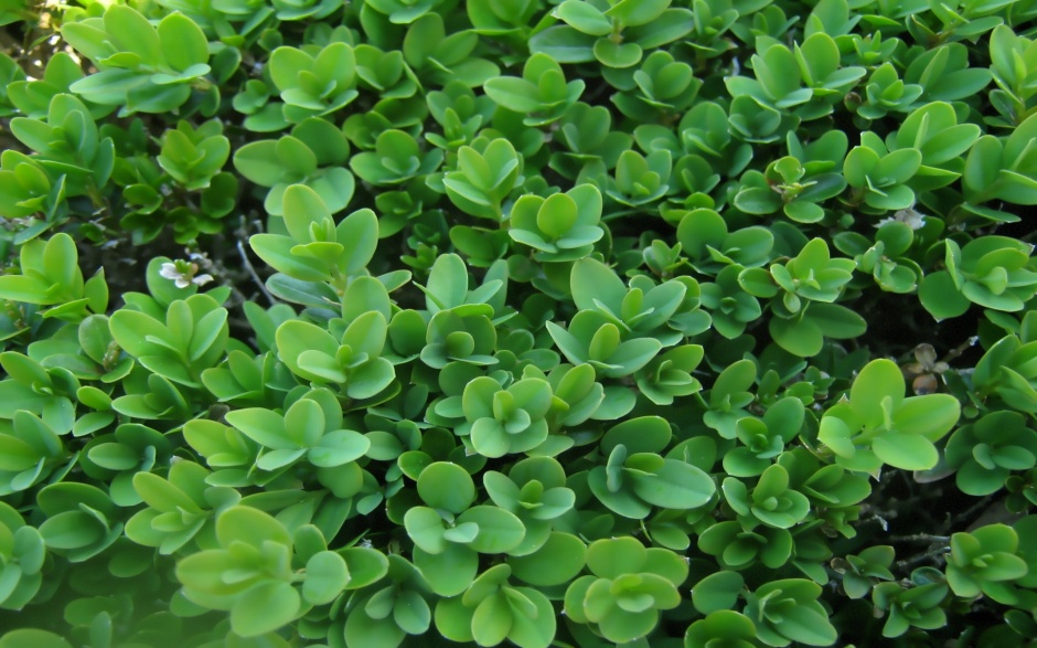 高清绿色植物ppt背景图片