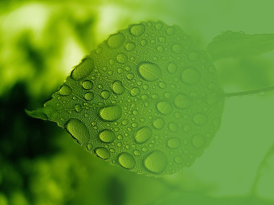 六张绿色叶子背景图片