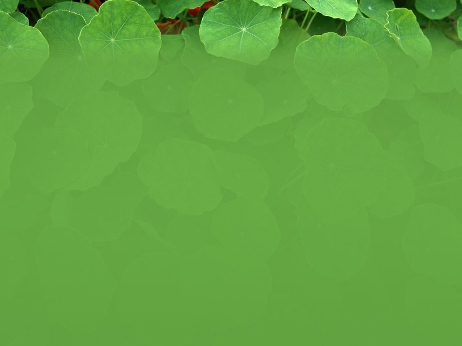 六张绿色叶子背景图片