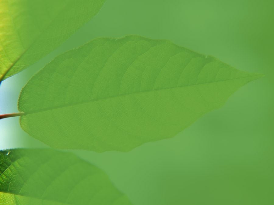 六张绿色叶子背景图片