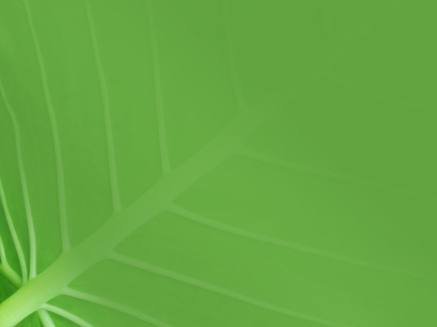 六张绿色叶子背景图片