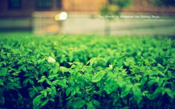 朦胧清新绿色ppt背景图片