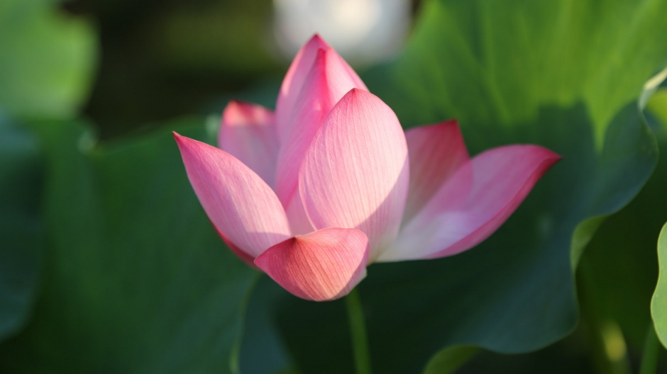 单枝粉色的荷花背景图片