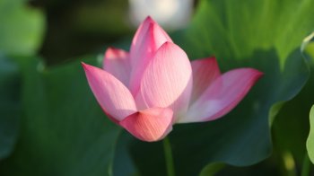 单枝粉色的荷花背景图片