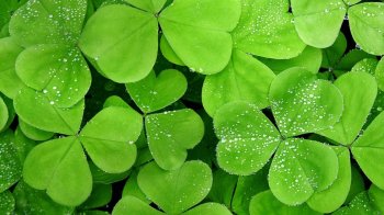 绿色植物三叶草高清背景图片