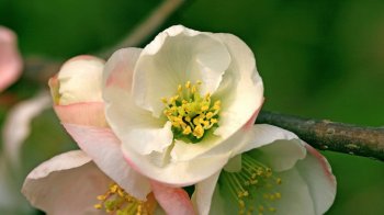 高清花朵ppt唯美背景图