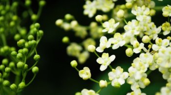 唯美小清新植物背景图片壁纸