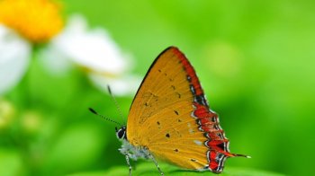 竖版 ppt背景图片蝴蝶赏析