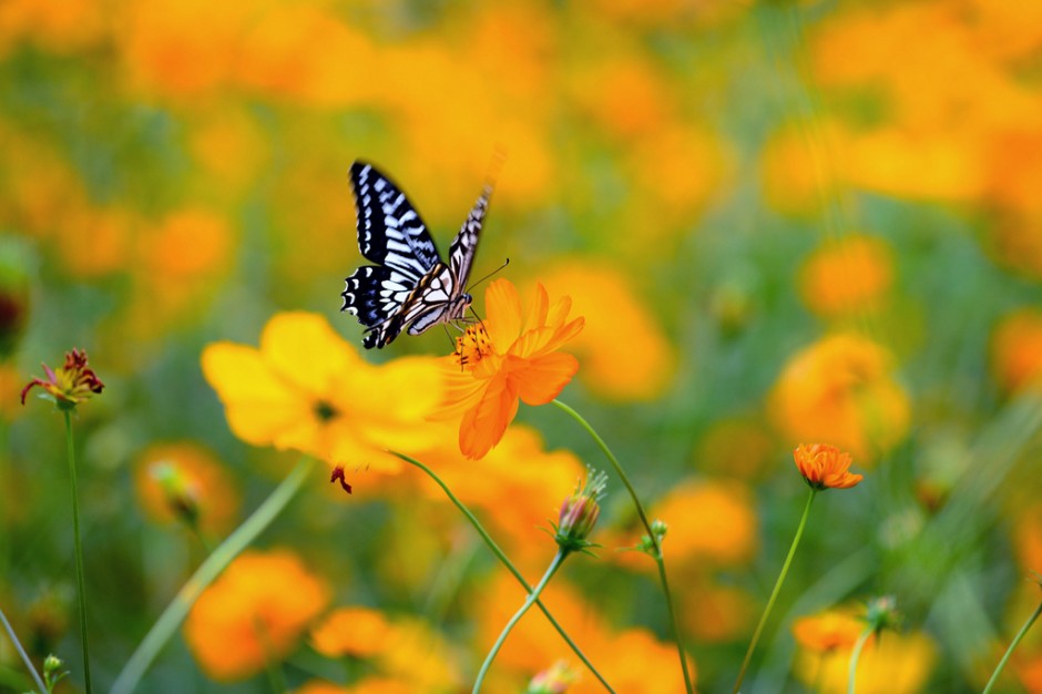 竖版 ppt背景图片蝴蝶赏析