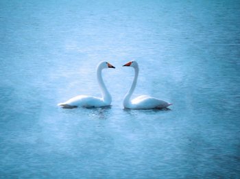 天鹅唯美浪漫爱情背景图片大全