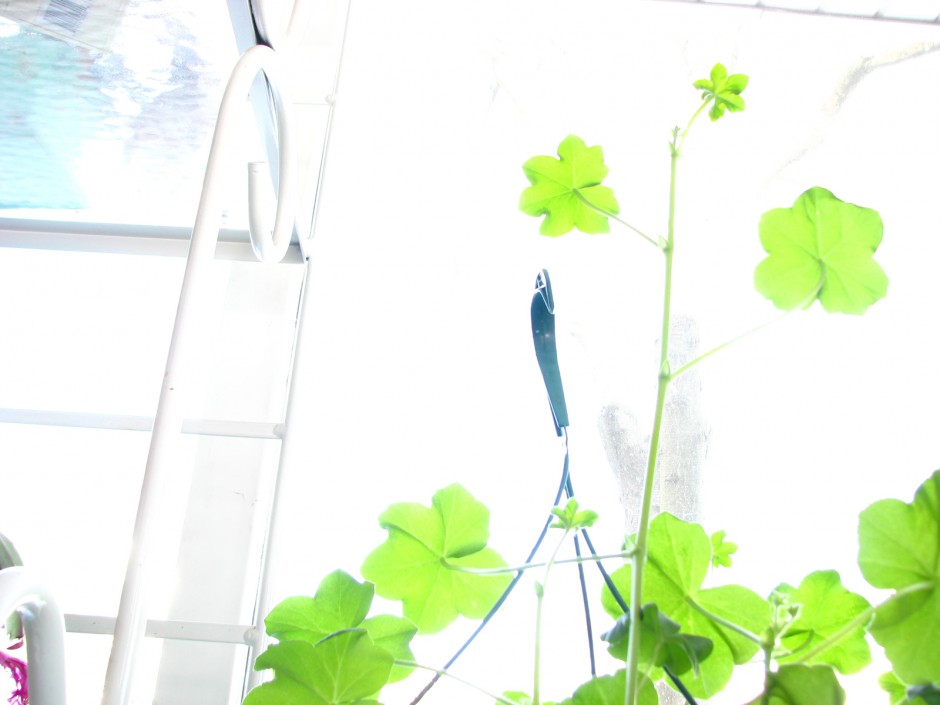 纯淡绿色植物背景图片