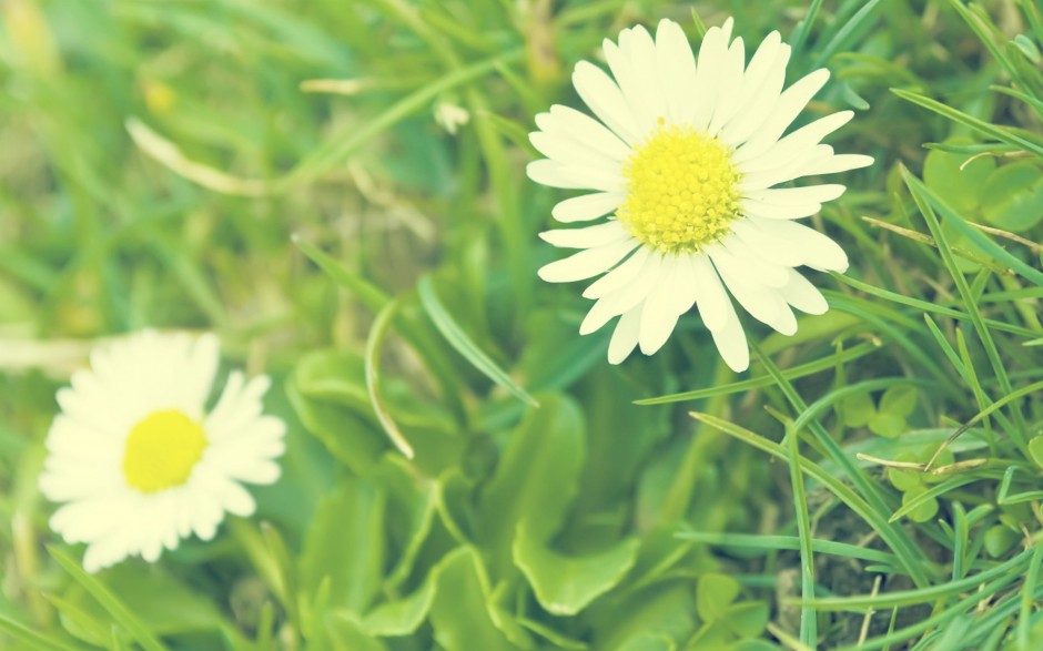 ppt背景图片淡雅美丽花赏析