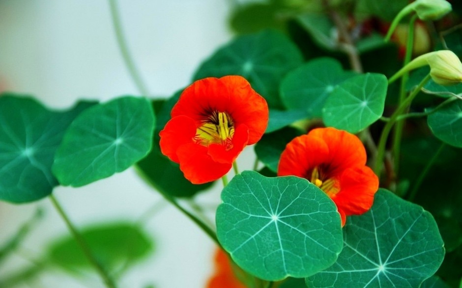 ppt背景图片淡雅美丽花赏析