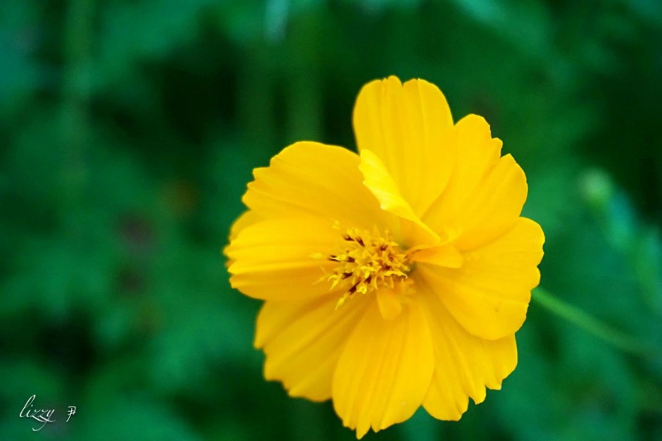 ppt背景图片淡雅美丽花赏析