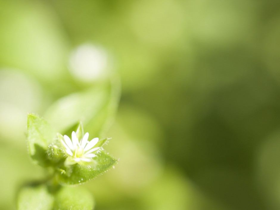 绿色梦幻唯美叶子图片背景图片