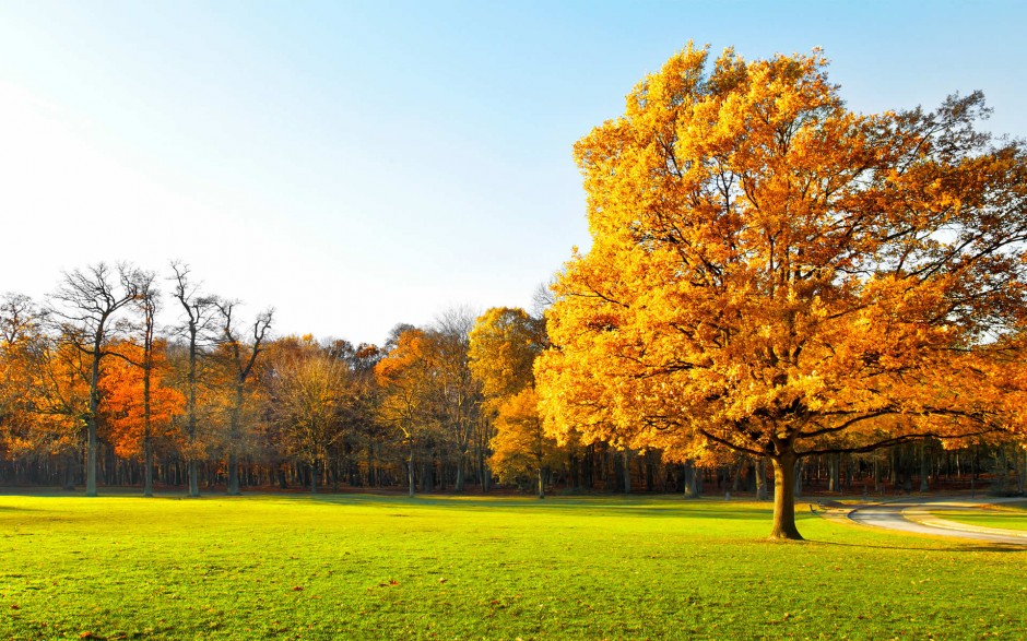 ppt一棵树唯美背景图片