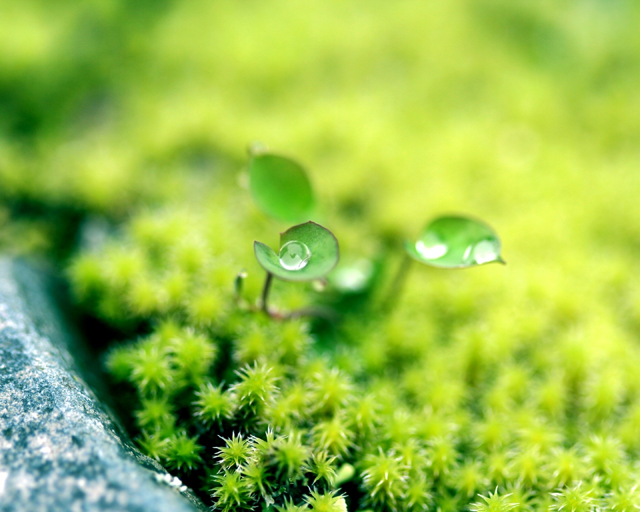 春暖花开清新淡雅ppt背景图