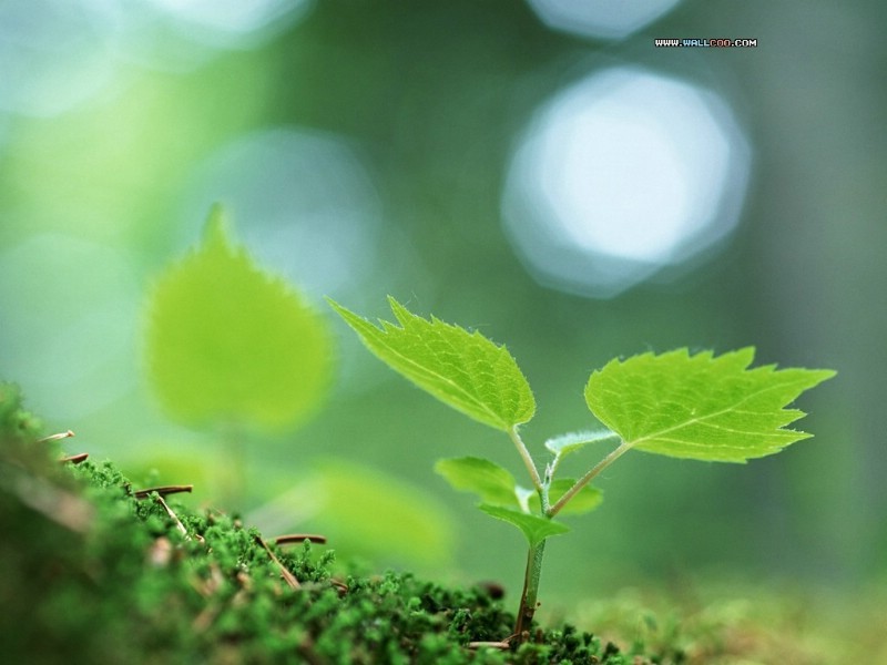 春暖花开清新淡雅ppt背景图