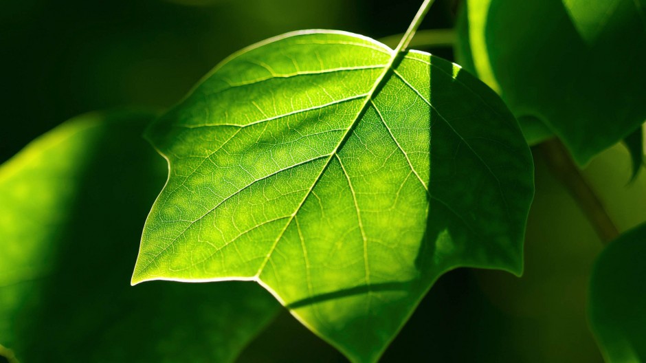 绿色叶子清新背景图片素材