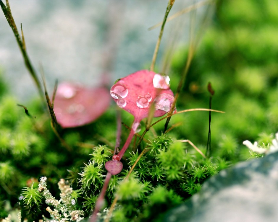 叶子特写高清ppt背景图