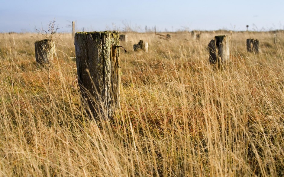 枯木桩意境ppt背景图片