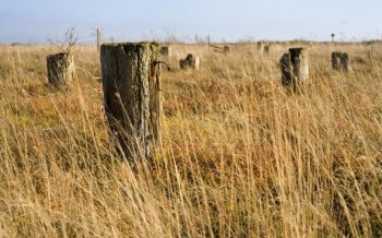 枯木桩意境ppt背景图片