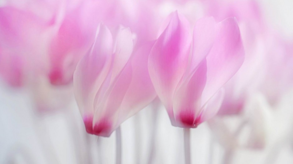 小清新唯美夏天背景图片