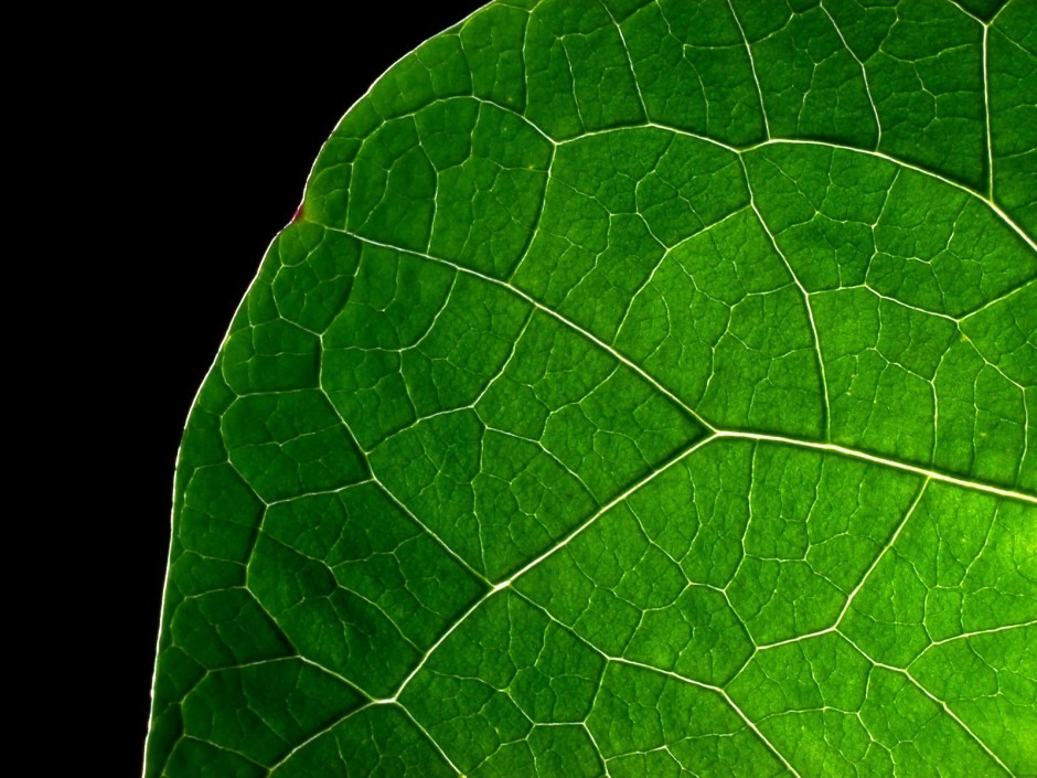 高清绿色叶子清新背景图片