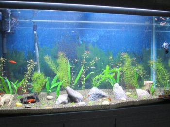 鱼缸背景图片大全黑色背景素材