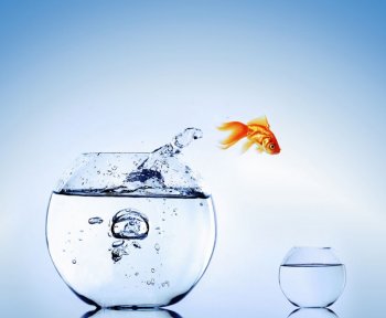 鱼缸小清新背景图片大全