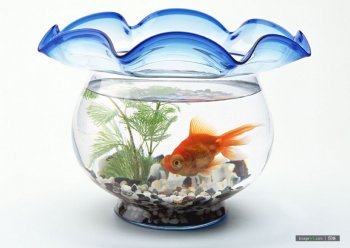 鱼缸唯美个性背景图赏析