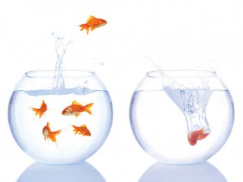 高清美丽时尚鱼缸背景图片