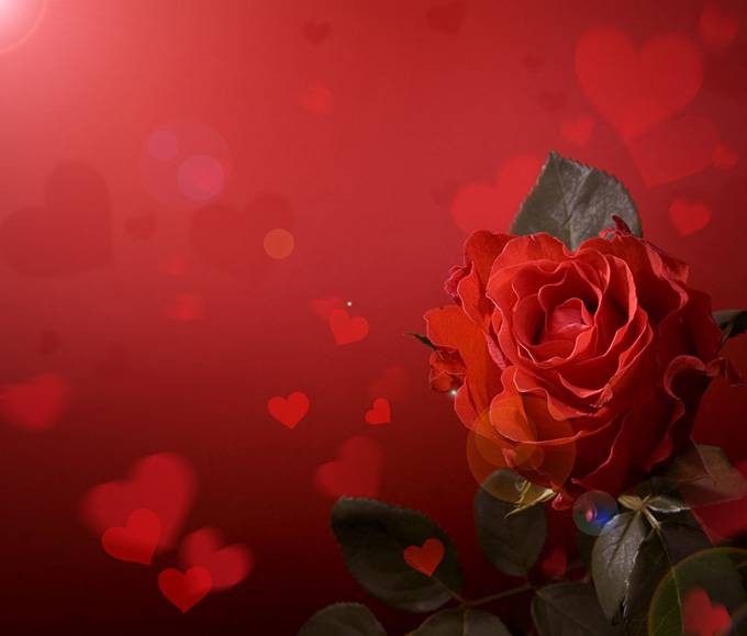 玫瑰花梦幻唯美背景图片