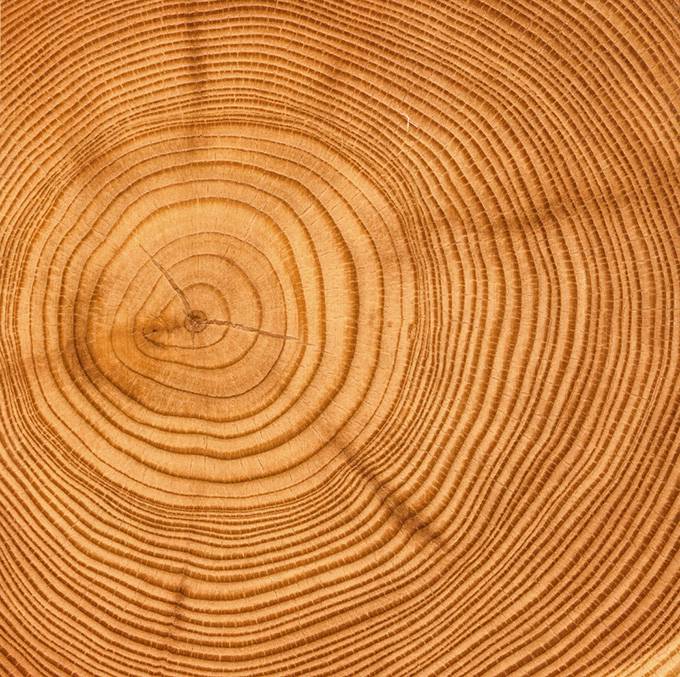 木头圆形年轮时尚背景图竖图